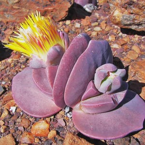 May include: A close-up of a succulent plant with large, purple, rounded leaves. The plant has a vibrant yellow and red flower in full bloom. The plant is surrounded by small rocks and pebbles.