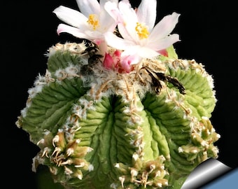 Aztekium Ritteri Cactus Seeds  -Rarely Offered - 10 x seeds- Cacti Seeds