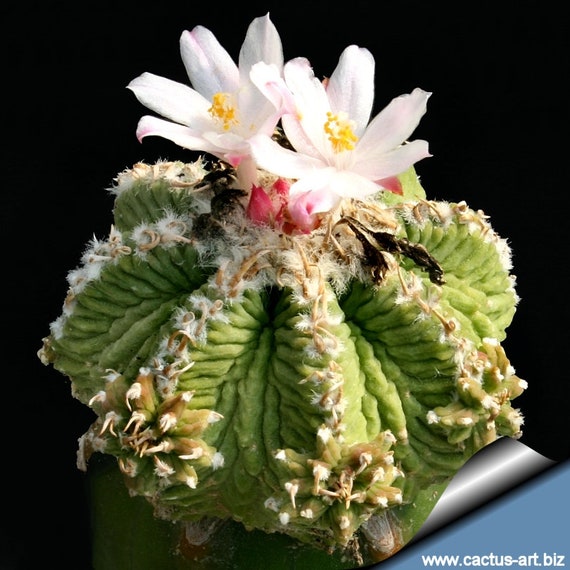 colorado cactus CO001: Coryphantha vivipara (Southern CO) COLD HARDY CACTUS –  COLDHARDYCACTUS main image 0