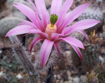 Semillas de cactus Echinocereus Poseigeri Grandiflora (Wilcoxia) - 10 semillas - Rara vez se ofrecen - Impresionantes flores y forma