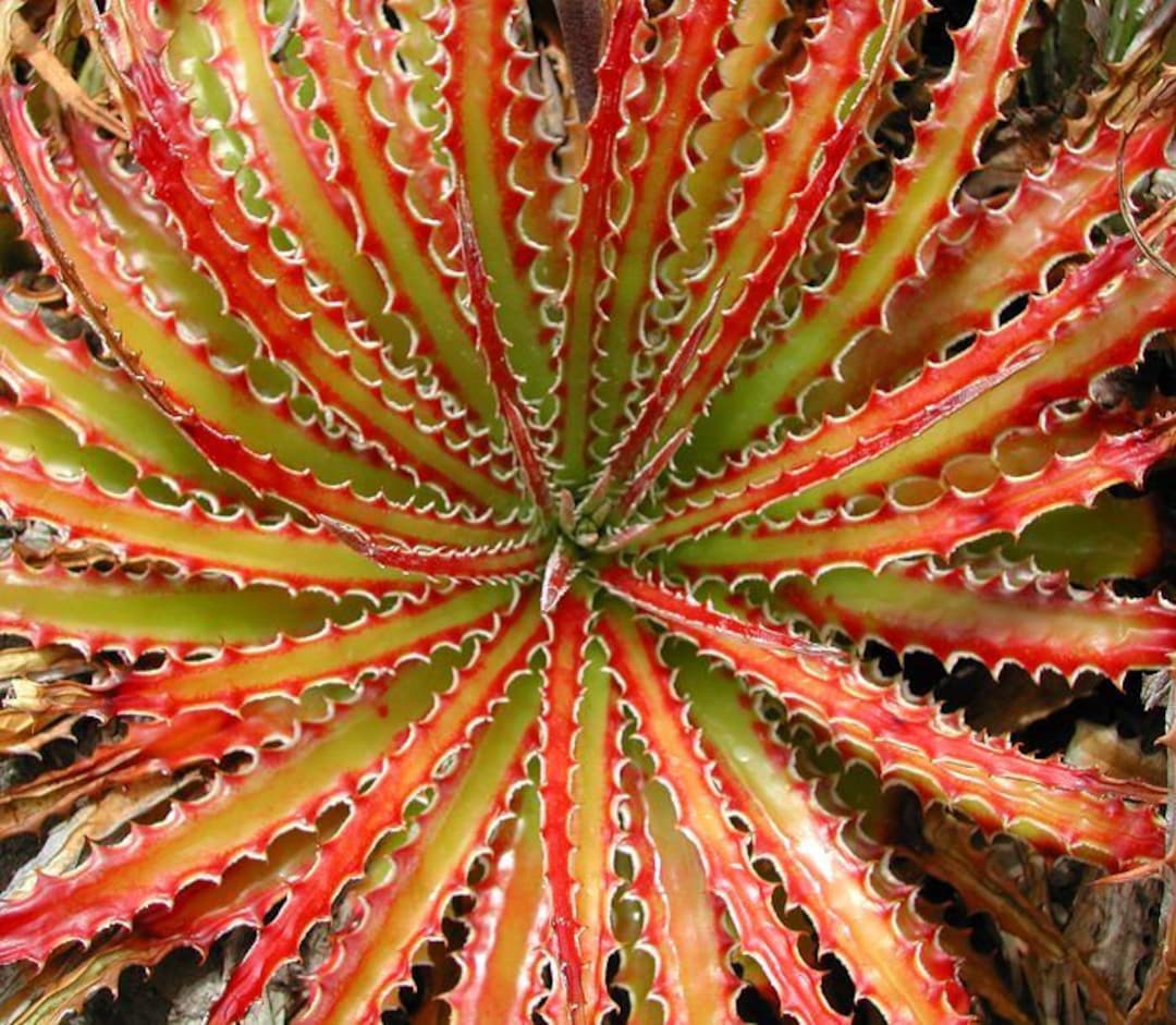 レア ヘクチア Hechtia species RL Frasier An Introduction to the Hechtia Bromeliad Plant