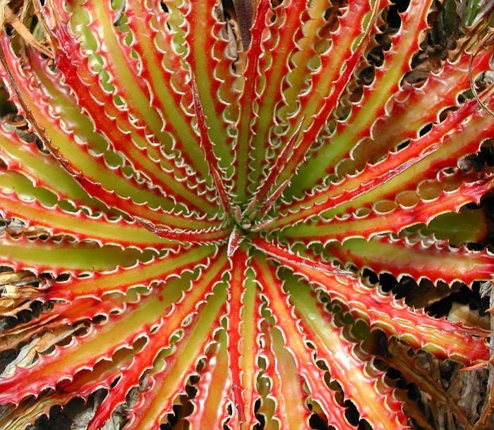ヘクチア Hechtia glabra from JM An Introduction to the Hechtia Bromeliad Plant