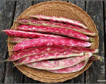 20/50 x Frijol trepador Borlotto Lingua Di Fuoco- Semillas de frijol Borlotti rojo