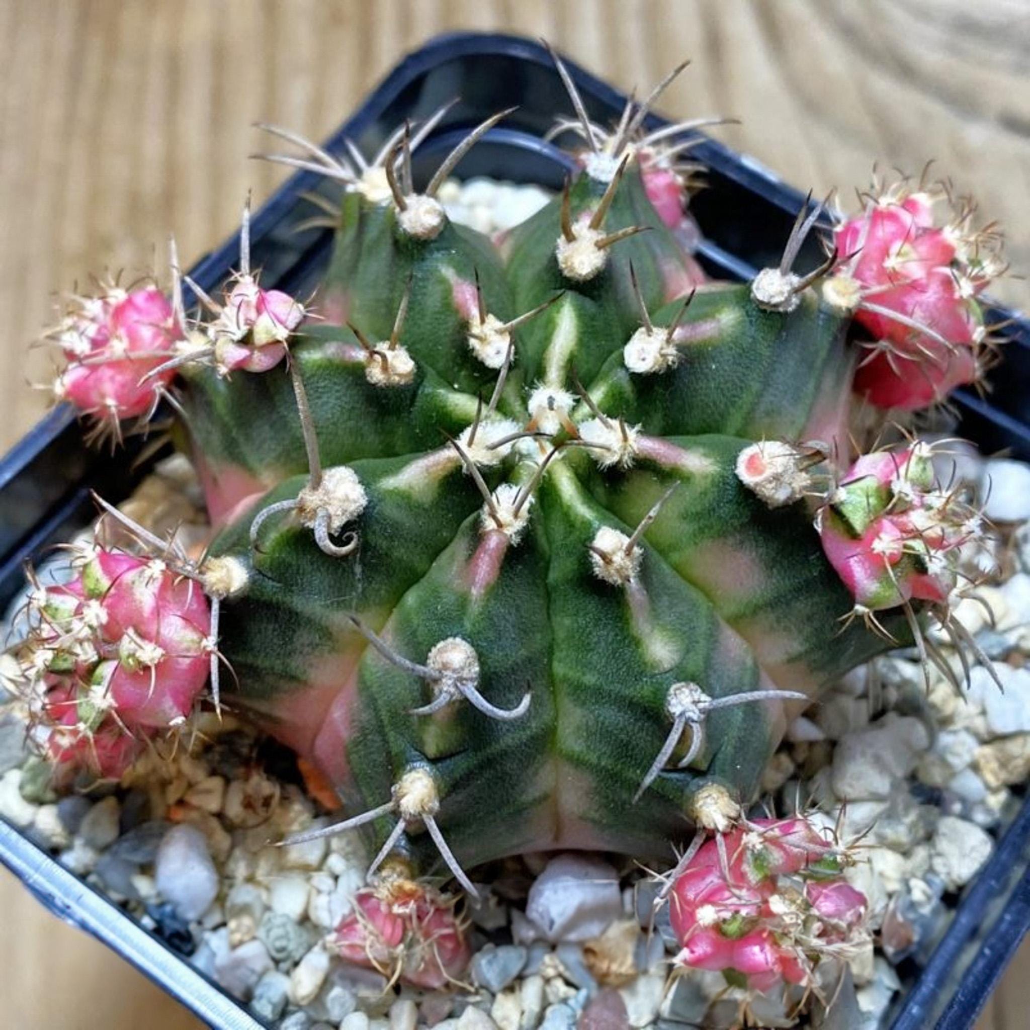 Neon Gymno Cactus - Etsy