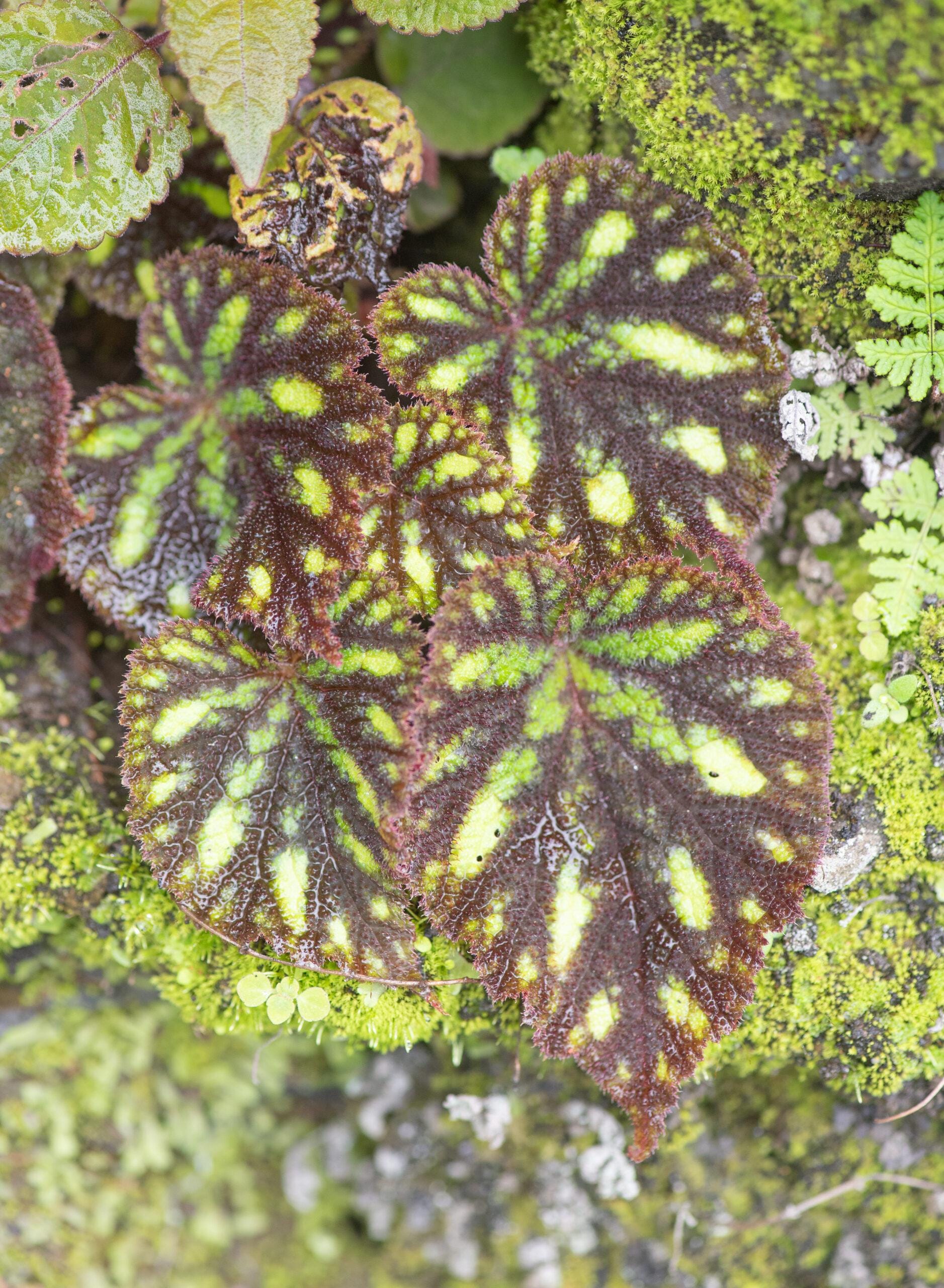 Begonias - Etsy 日本