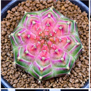 10 X Gymnocalycium Mihanovichii Neon Hybrids Variegated -rarely