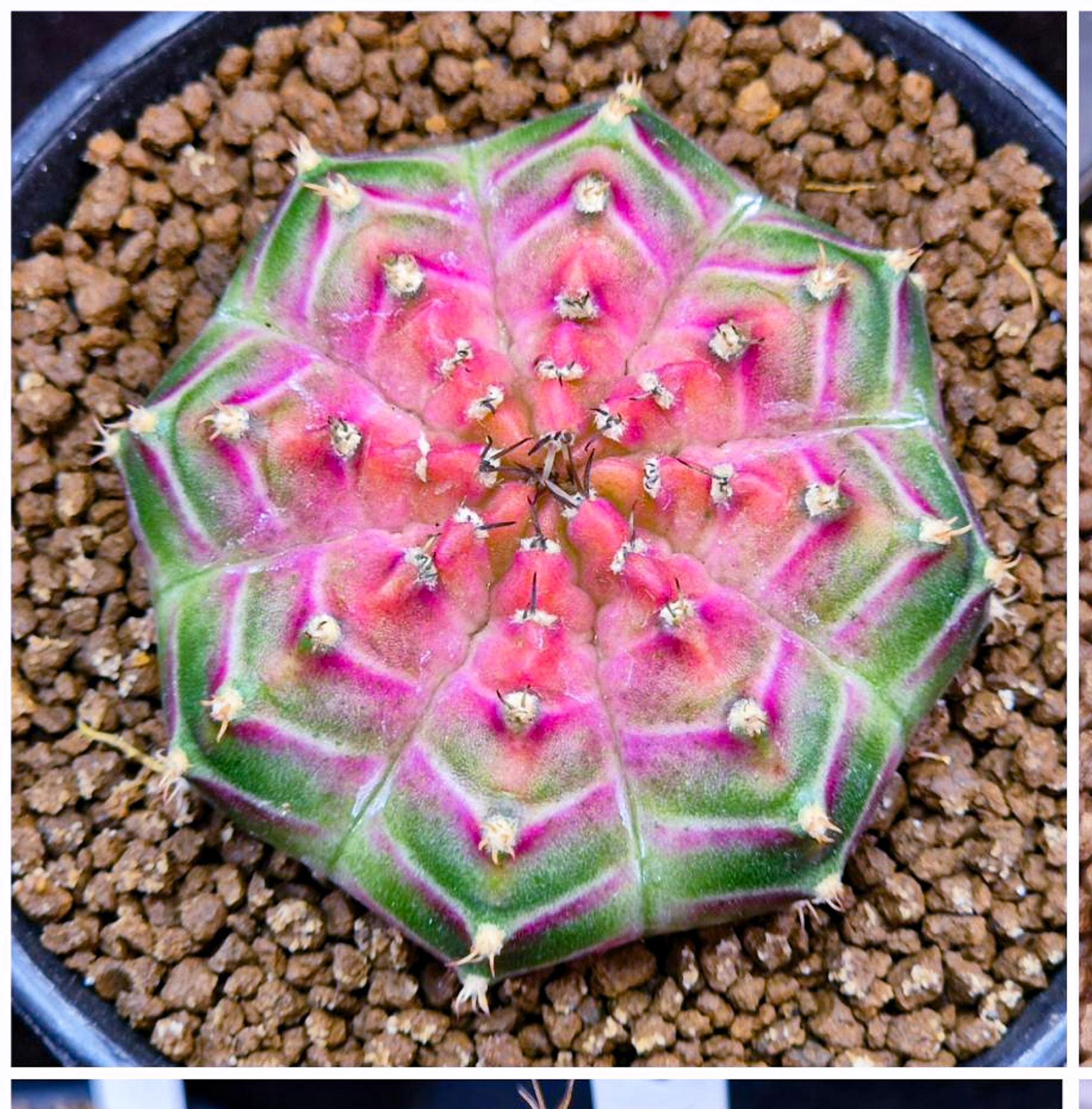 10 X Gymnocalycium Mihanovichii Neon Hybrids Variegated -rarely