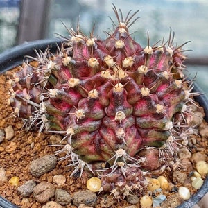 10 x T-Rex Gymnocalycium mihanovichii Variegated Seeds