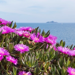 10 x Carpobrotus Acinaciformis Seeds - Ice Plant Succulent