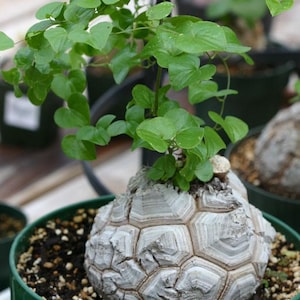 Könnte beinhalten: Eine einzigartige Pflanze in einem grünen Topf. Die Pflanze hat einen großen, strukturierten, grauen Caudex mit einem geometrischen Muster. Saftig grüne Blätter sprießen von oben und fallen herab. Der Topf ist mit Erde und kleinen Kieselsteinen gefüllt.