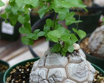 10 Dioscorea Elephantipes Seeds - Chunky Caudex Houseplant