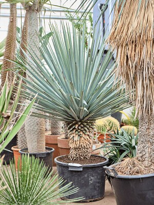 #60 ユッカリギダ Yucca rigida （発根済） Amazon｜ITANSE ユッカ リギダ 10号 1個売り【品種で