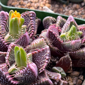 10 x Faucaria Mixed Succulent Seeds - Looks Like Alien Jaws!