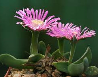 10 x Gibbaeum Velutinum 'Pink'  - 10 x Succulent Seeds - Rarely Offered- Lovely Big Fast Growing Mesemb