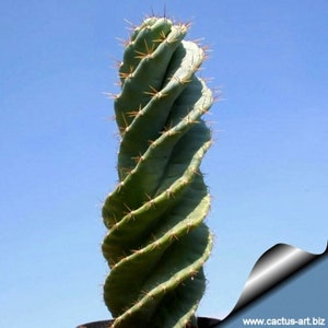 May include: A striking, spiralling cactus, its green form punctuated by brown spines. The plant's unusual, twisted shape is set against a clear, blue sky. The image is a close-up of the cactus, highlighting its unique growth pattern.