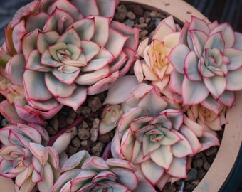 Echeveria Esther Variegated - Small/Medium/Large Choices - Rarely Offered - Truly Stunning Colours