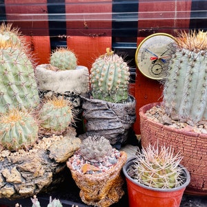Puede incluir: Una colección de varios cactus en macetas decorativas. Los cactus varían en tamaño y forma, con tonos verdes y amarillos y espinas afiladas. Las macetas están hechas de diferentes materiales, incluyendo piedra y terracota. Un termómetro es visible en el fondo.