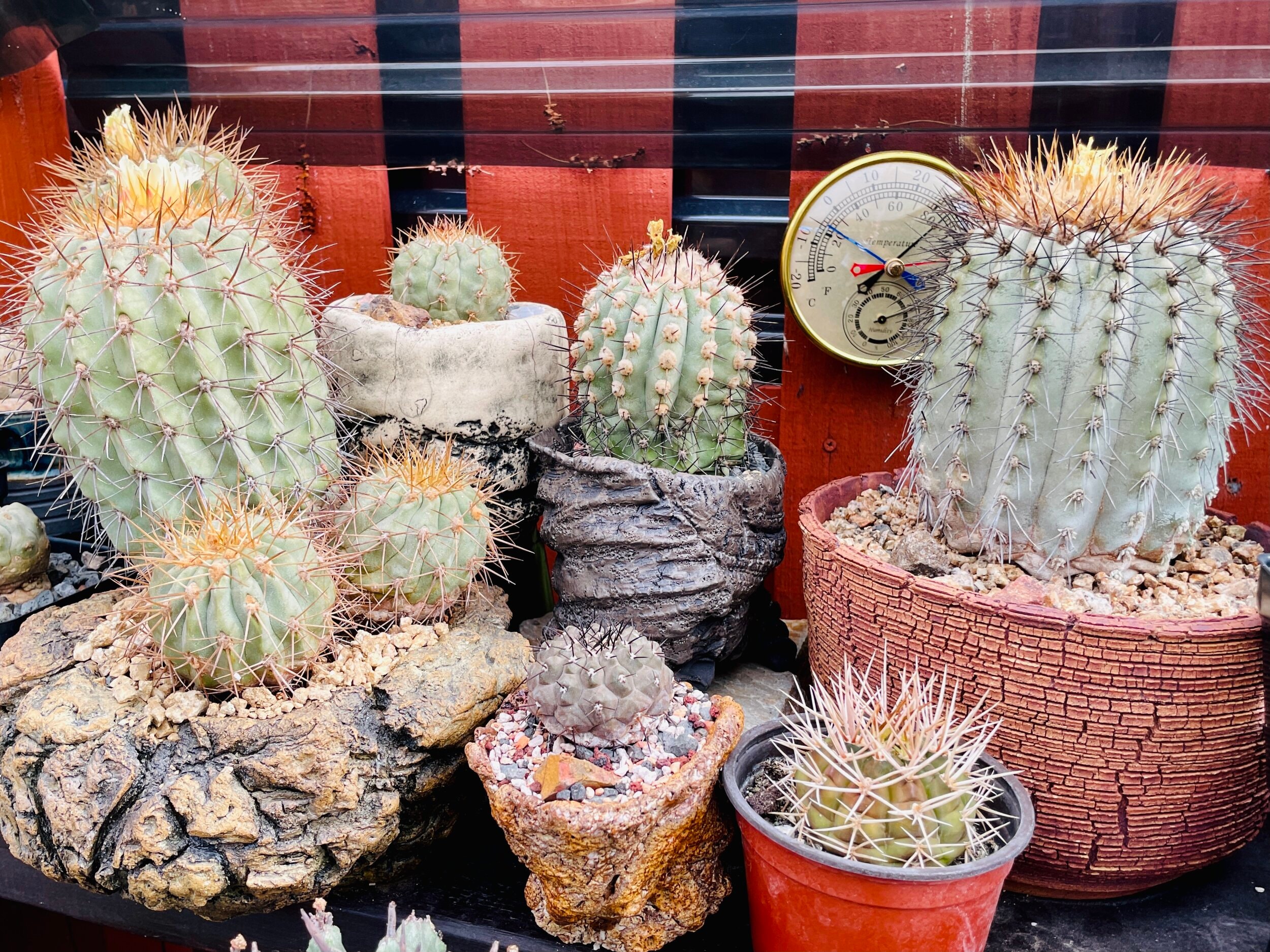 Copiapoa seeds - Etsy 日本