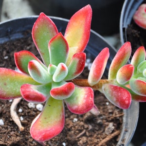 May include: A succulent plant with green leaves edged in red and yellow, potted in a black container. The plant has a fuzzy texture and is surrounded by soil.