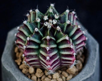 10 x  VOS 1241 Variegated Seeds- Gymnocalycium mihanovichii Variegated Seeds -Rarely Offered - Lovely Banded Cultivar