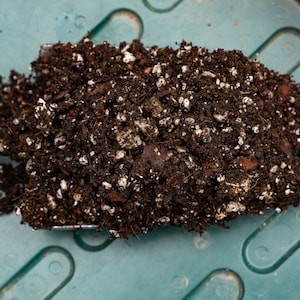 May include: A close-up of a small gardening trowel filled with dark brown potting compost. The compost is a mix of dark brown compost and white perlite.