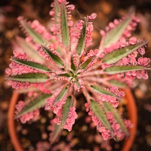 Kalanchoe 'Pink Butterflies' 6 X Plantlets - Succulent Plant - Rarely Offered Cultivar- Lovely Bright Colours