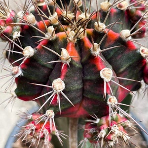 10  x Pocky- Gymnocalycium mihanovichii Variegated  -Rarely Offered Hybrid Seeds