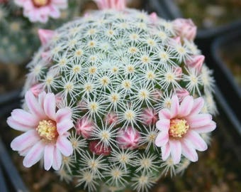 Semillas de cactus Mammillaria Giselae - 20 semillas - Variedad con flores - Cactus fácil de cultivar