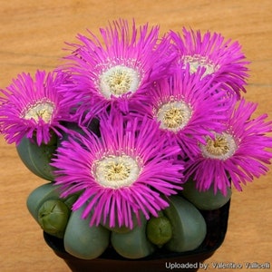 Argyroderma Delaetii Seeds  -Rarely Offered - 10 x seeds- Mesembryanthemum Seeds - Living Stones - Easy Plant