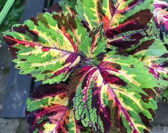 Semillas de Coleus Kong Mosaic: Planta anual de fácil cultivo (6 semillas granuladas)
