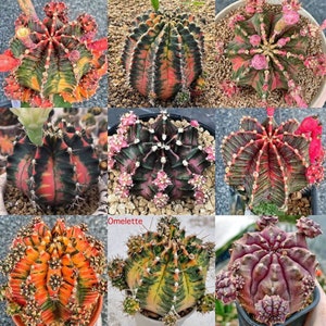 May include: A collection of nine colorful cactus plants with different patterns and textures. The cactus plants are in various pots and are arranged in a grid pattern. The cactus plants are all in focus and the background is blurred.