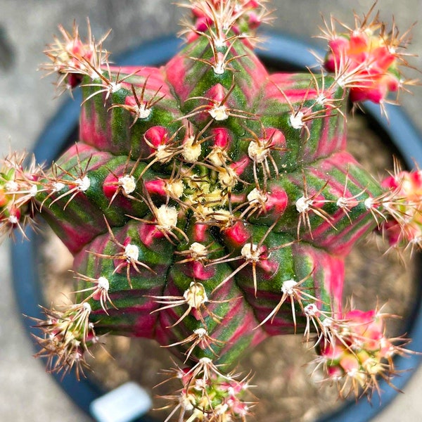 10 x 'Romance' Seeds- Gymnocalycium mihanovichii Variegated Seeds - Rarely Offered Cultivar