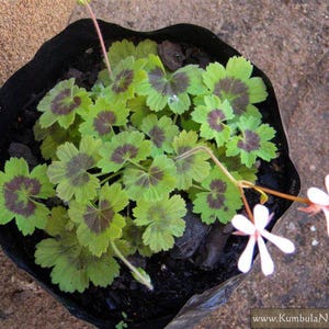 Pelargonium Alchemilloides Seeds-Species Pelargonium- Rarely Offered