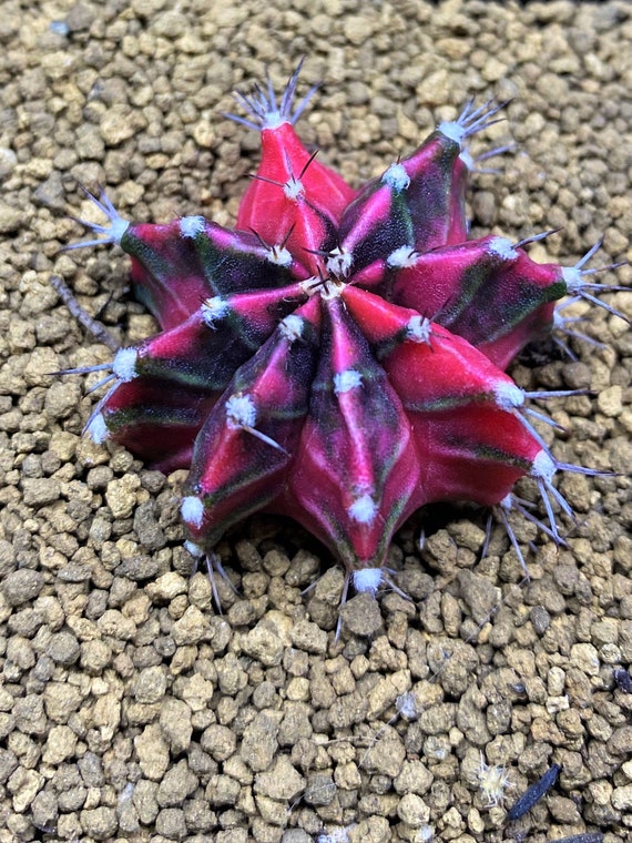 Gymnocalycium mihanovichii vernderte Samen - schwarz rosa Japan Kaktus -  Etsy Schweiz