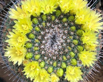 Semillas de cactus Mammillaria Lindsayi - 20 semillas - Variedad con flores