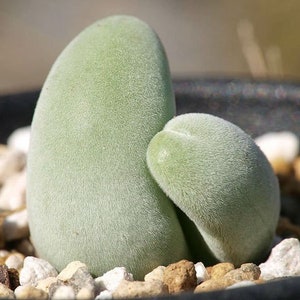10 x Muiria Hortenseae-&#39;Mouse Head&#39; - Very Rare Mesemb Seeds - Rarely Offered