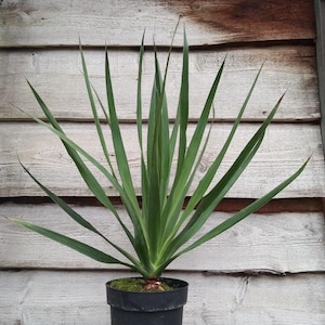 10 semi di Dracaena Draco: albero del drago, facile da coltivare