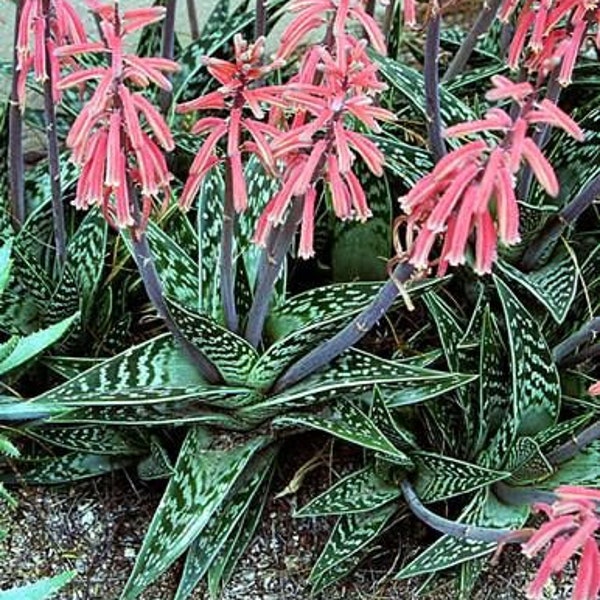 Aloe Variegata-Partridge Breast Aloe-Tiger Aloe-  Seeds  -Rarely Offered - 10 x seeds