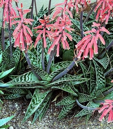 Aloe Variegata-partridge Breast Aloe-tiger Aloe- Seeds -rarely Offered - 10  X Seeds - Etsy Canada