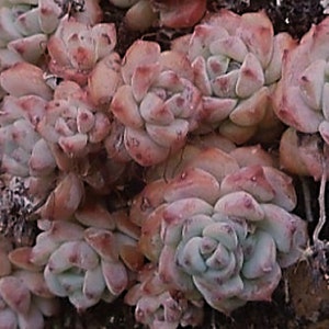 Sedum Perezdelarosae Seeds  -Rarely Offered - 10 x seeds