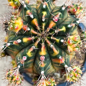 10  x Pearl Andaman- Gymnocalycium mihanovichii Variegated  -Rarely Offered Hybrid Seeds