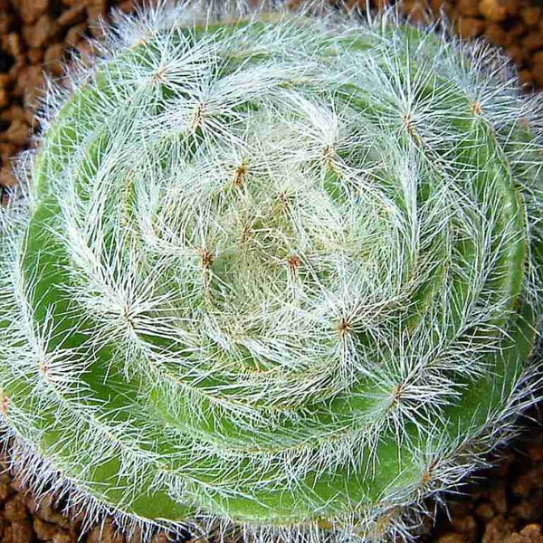 10 x Crassula Barbata - Bearded Leaved Crassula  - Succulent Seeds- Super Bearded Form Rarely Offered