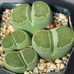 Lithops Salicola &#39;Malachite&#39; - 10 x Succulent Seeds - Rarely Offered - Living Stones