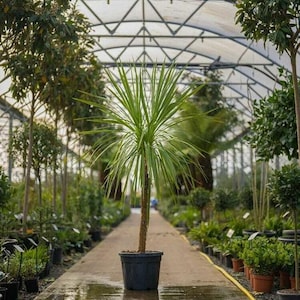 10 semi di Dracaena Indivisa - Albero del drago - Facile da coltivare