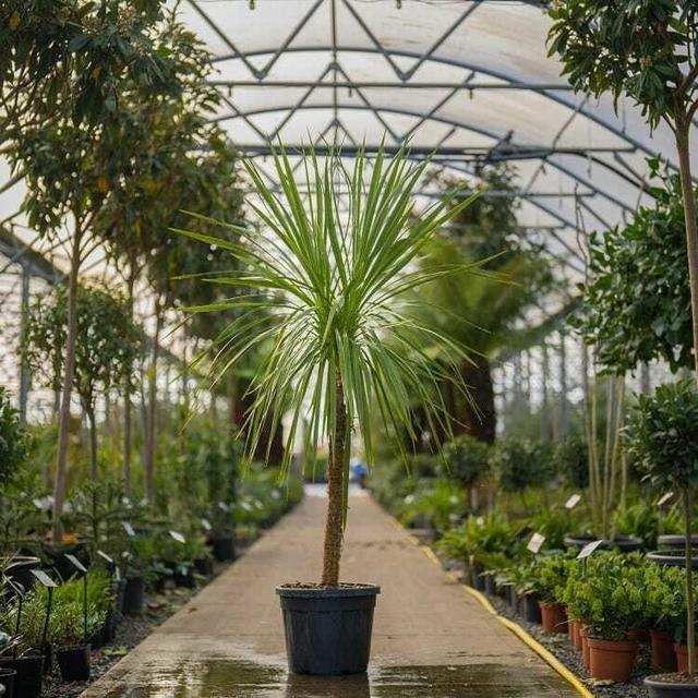 Dracaena draco - Etsy 日本