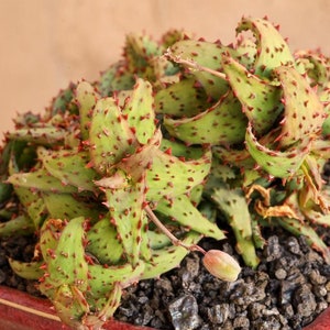 Aloe Castilloniae Seeds -very Rarely Offered - 10 X Seeds- Easy