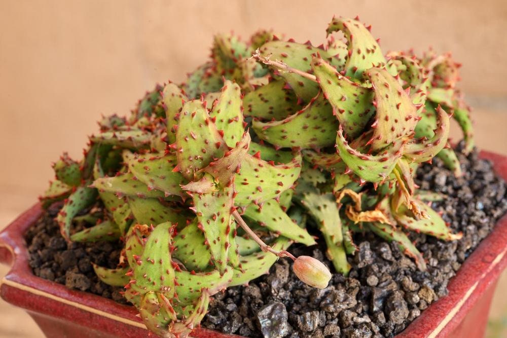 Aloe Castilloniae Seeds -very Rarely Offered - 10 X Seeds- Easy Aloe - Red  Spination Colouration - Succulent Seeds - Stunning Aloe - Etsy