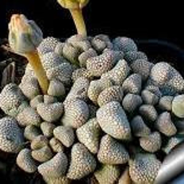 10 x Titanopsis Primosii Succulent Plant Seeds - Rarely Offered Cultivar -Easy Succulent Plant