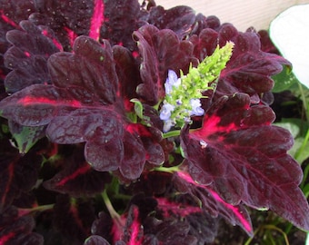 25 semillas de Coleus Black Dragon - Planta anual fácil de cultivar - Planta de interior - Macetas y contenedores - Ofertas especiales