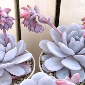 Echeveria Laui  Succulent Seeds  -Rarely Offered - 10 x seeds